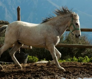 caballo 1.jpg